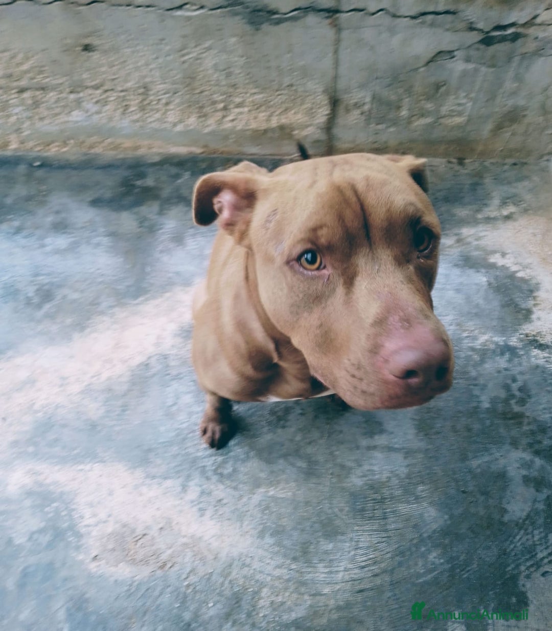 Pitbull cani in regalo: JAGO, GIOVANE PIT TENERO E VITALE  - Annuncio 5
