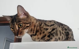 Bengala gatti in vendita: Splendida femmina di gatto bengala - Annuncio 1