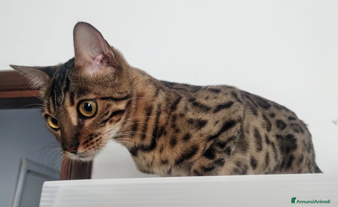 Bengala gatti in vendita: Splendida femmina di gatto bengala - Annuncio 1