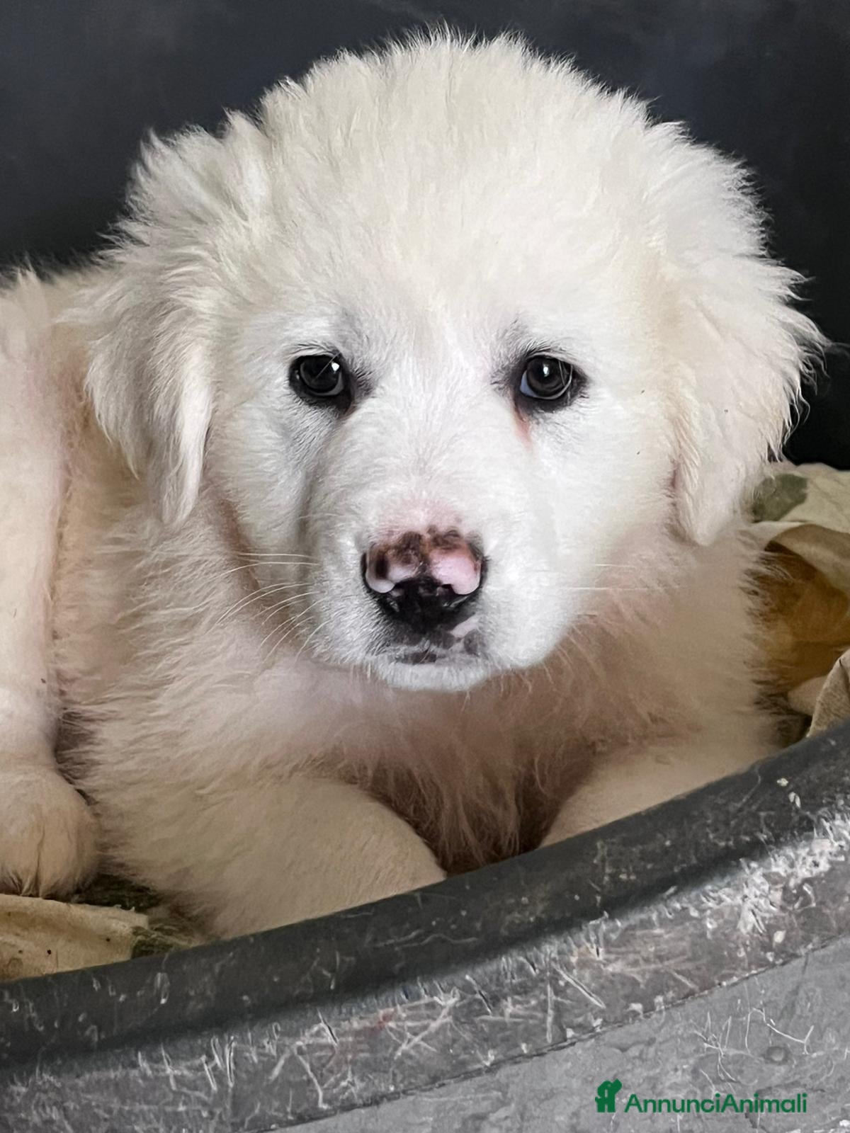 Meticcio cani Cucciolo simil maremmano  - Annuncio 13
