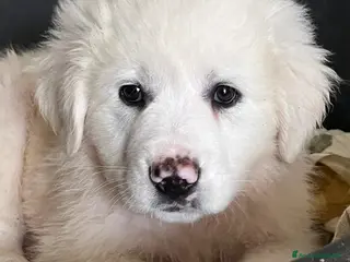 Meticcio cani Cucciolo simil maremmano - Annuncio 13