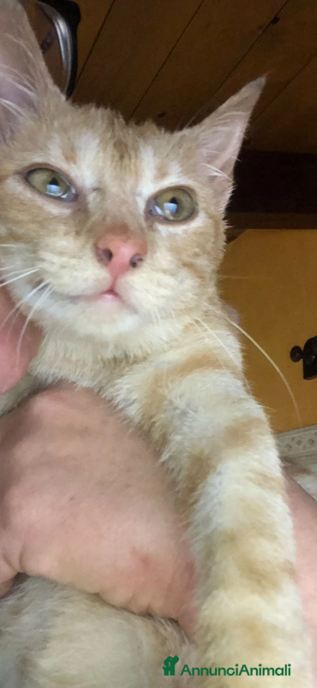 Meticcio gatti in regalo: GATTINO COCCOLONE - Annuncio 6