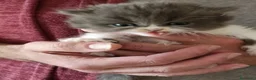 Persiano gatti in vendita: Cucciolo di persiano - Annuncio 4