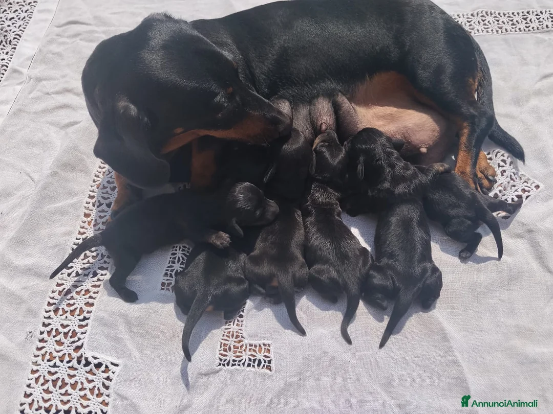 Bassotto cani in vendita: Cuccioli bassotti nani  - Annuncio 2