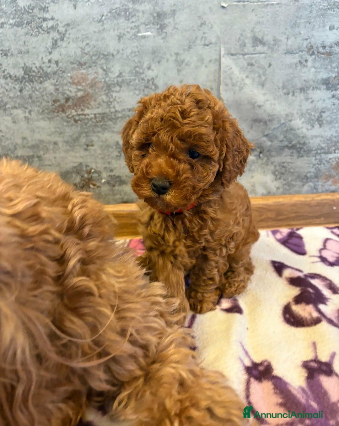 Cockapoo cani in vendita: Cuccioli di Cockapoo F2b disponibili - Annuncio 20