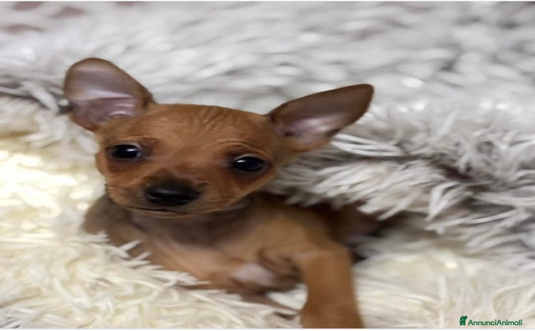 Pinscher Miniatura cani - Annuncio 19