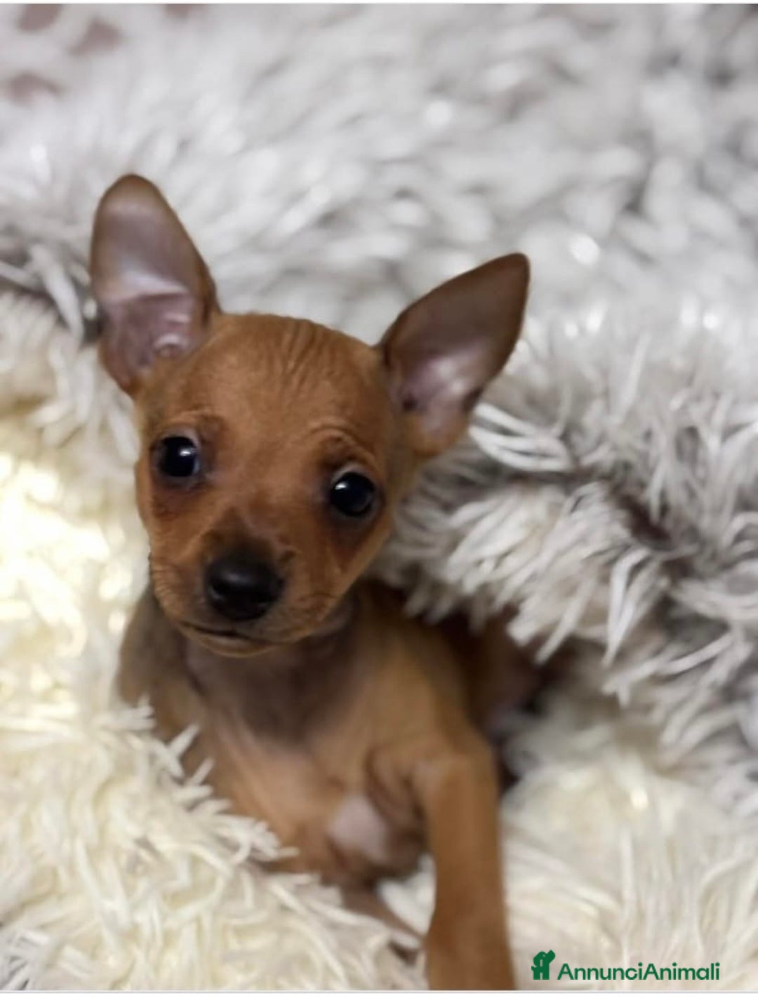 Pinscher Miniatura cani in vendita: Pinscher nano  - Annuncio 1