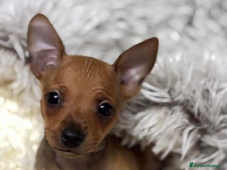 Pinscher Miniatura cani Pinscher nano - Annuncio 38