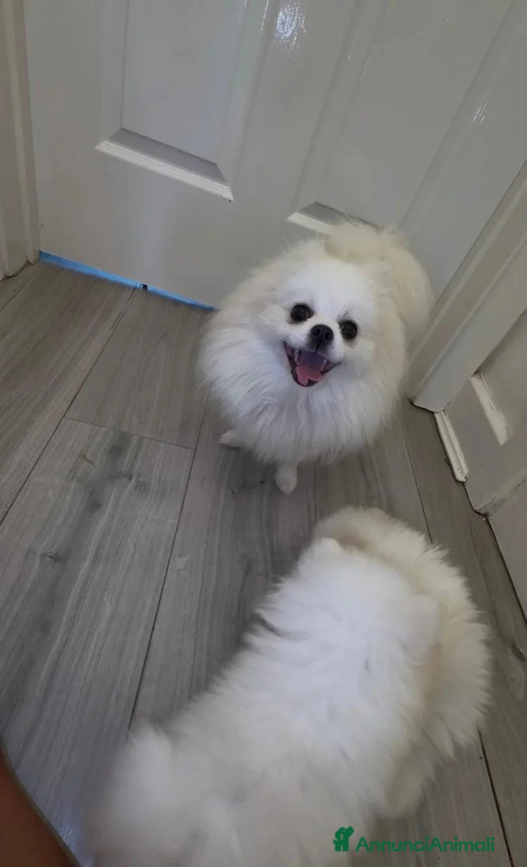 Volpino Pomerania cani in vendita: Splendida cuccioli di Pomerania bianchi - Annuncio 2