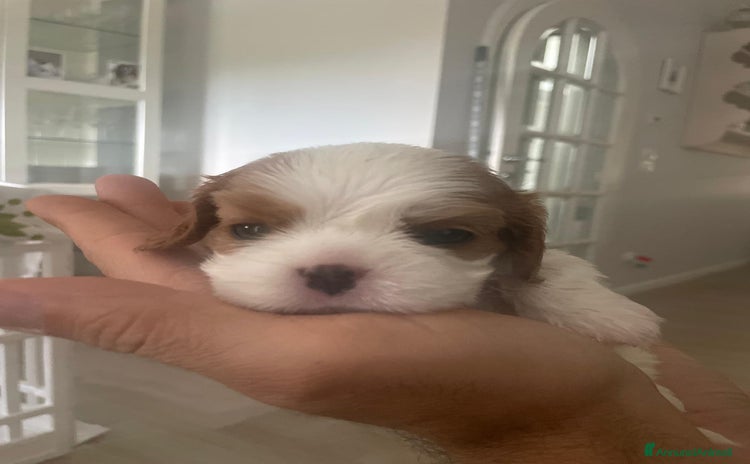 Cavalier King cani a Provincia di Lucca - Annuncio 3