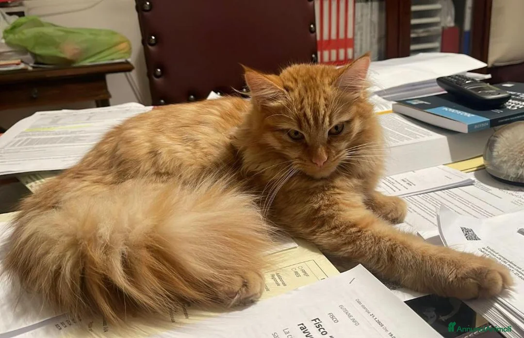 Siberiano gatti in vendita: Gatti cuccioli Siberiani - Annuncio 21