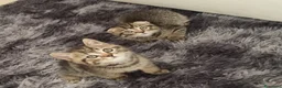 British gatti in vendita: British shorthair  a Città metropolitana di Milano - Annuncio 10