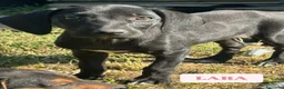Meticcio cani in regalo: 7 MERAVIGLIE da salvare! Taglia PICCOLA - Annuncio 5