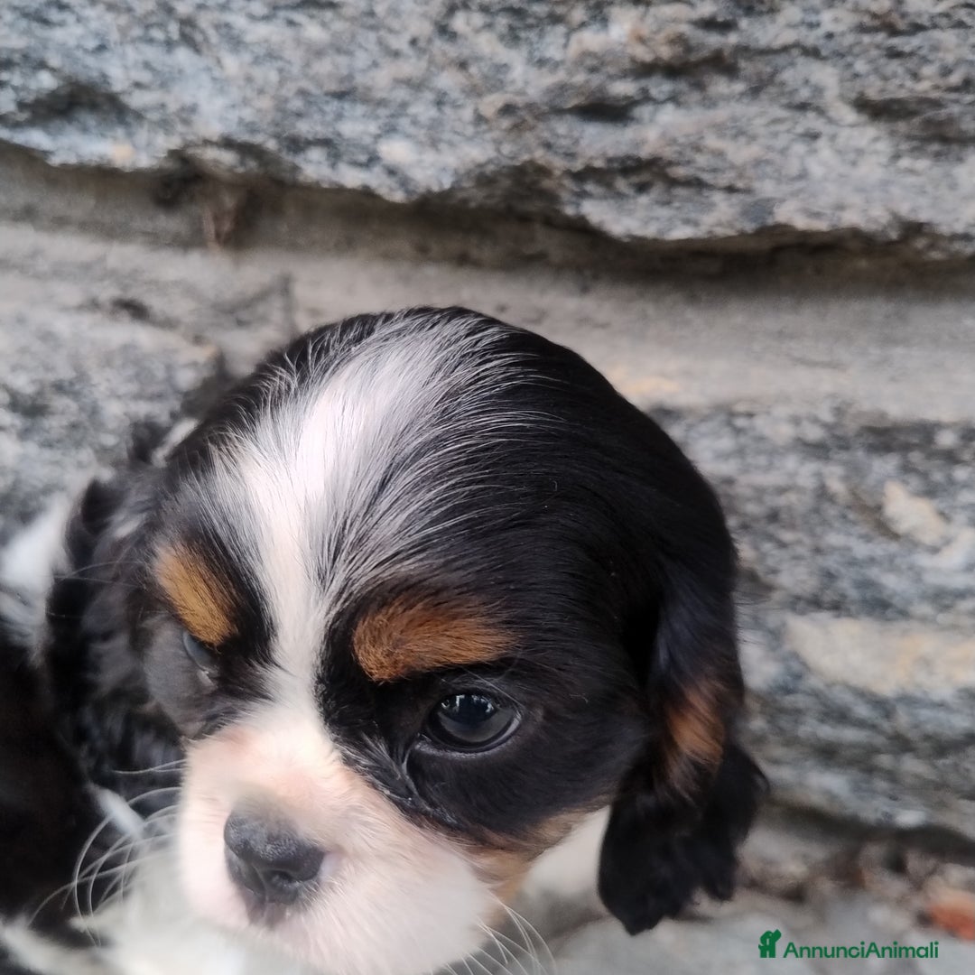 Cavalier King cani in vendita: Cavalier king con pedigree pronta da subito  a Provincia di Lecco - Immagine 7