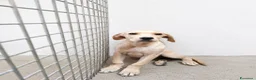 Pitbull cani in regalo: Perla - Annuncio 1