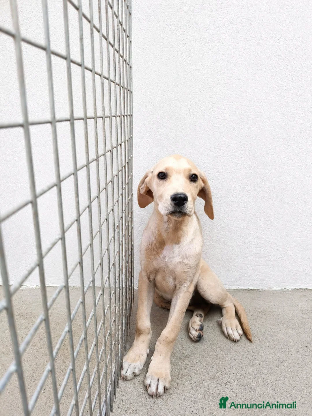 Pitbull cani in regalo: Perla - Annuncio 1