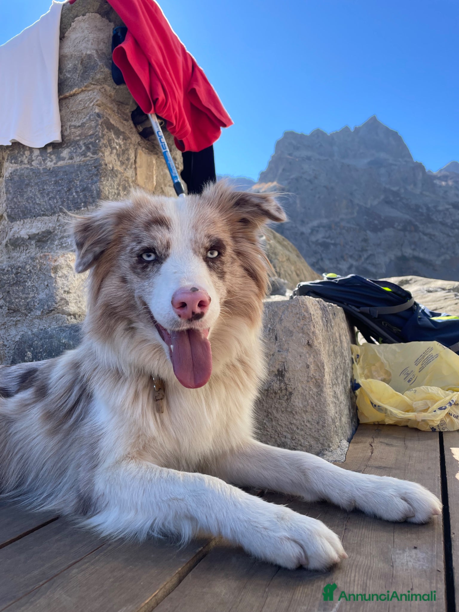 Border Collie cani Border collie  - Annuncio 5