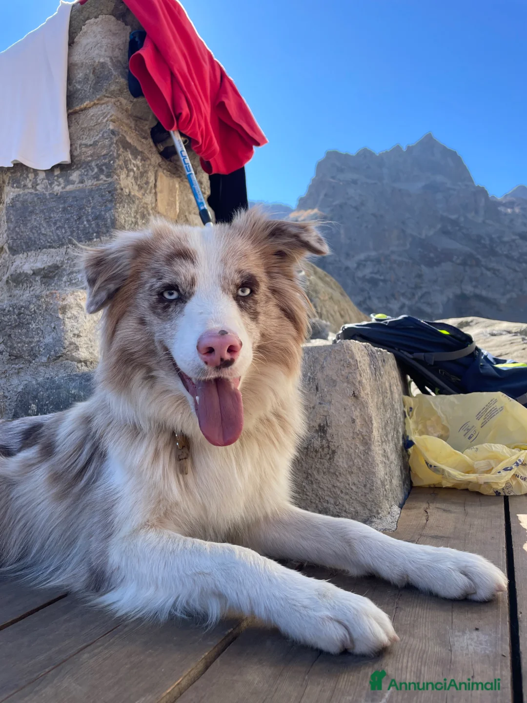Border Collie cani in vendita: Border collie  - Annuncio 1