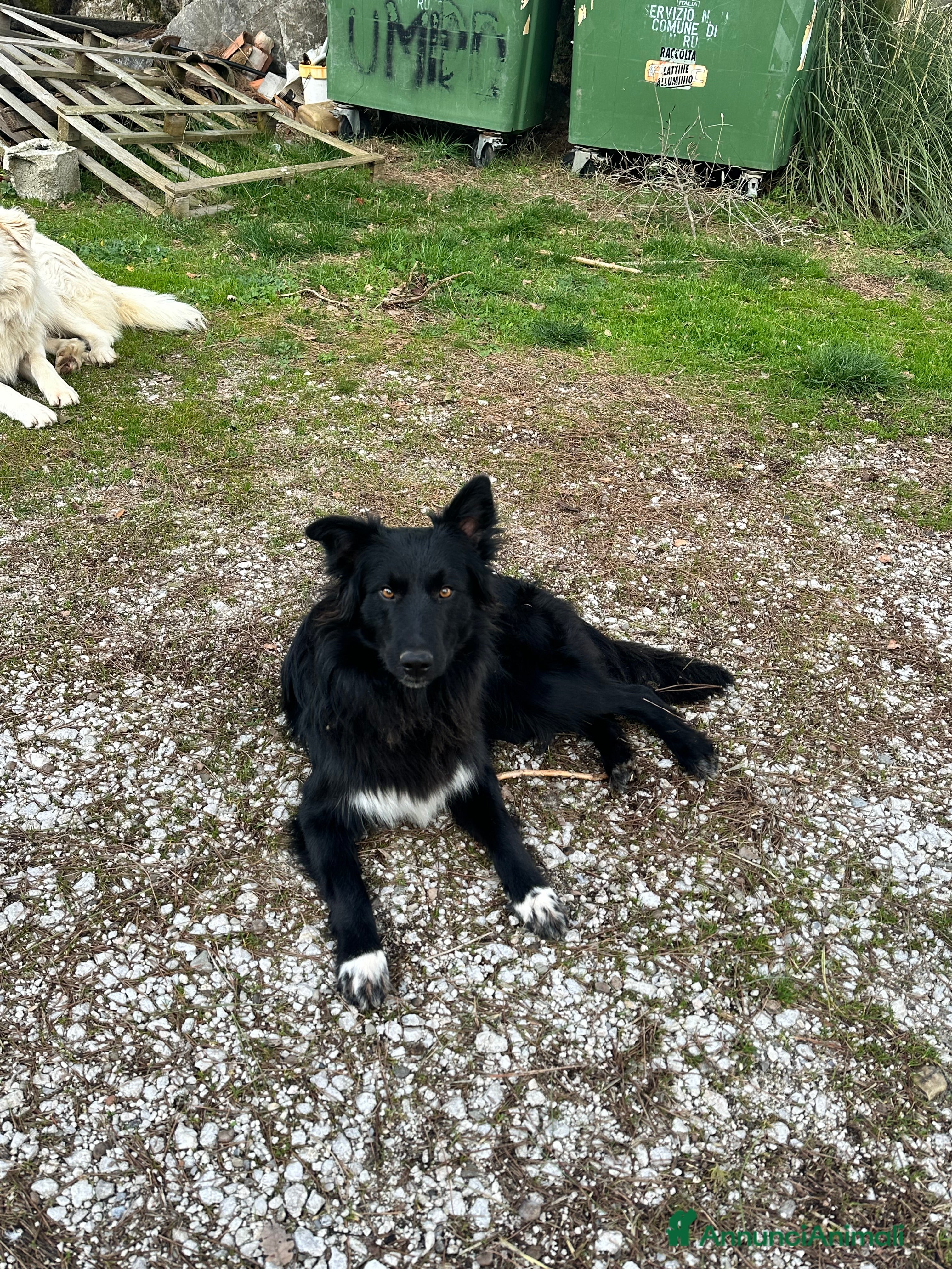 Meticcio cani Haky simil border collie  - Annuncio 1