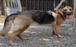 Pastore Tedesco cani in regalo: Sally, 6 anni, Pastore Tedesco - Immagine 6