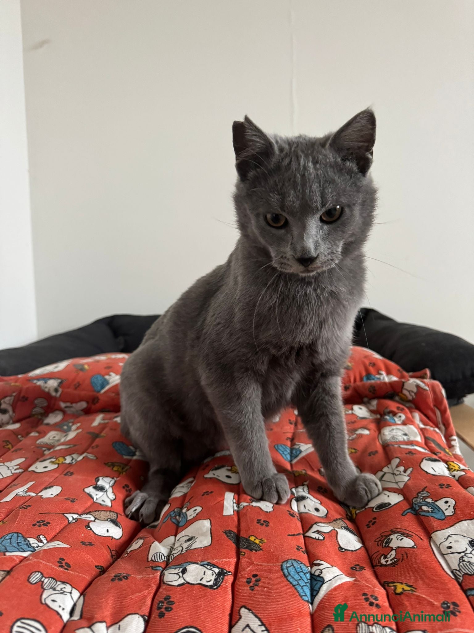 Certosino gatti Certosino maschio cerca casa - Annuncio 2