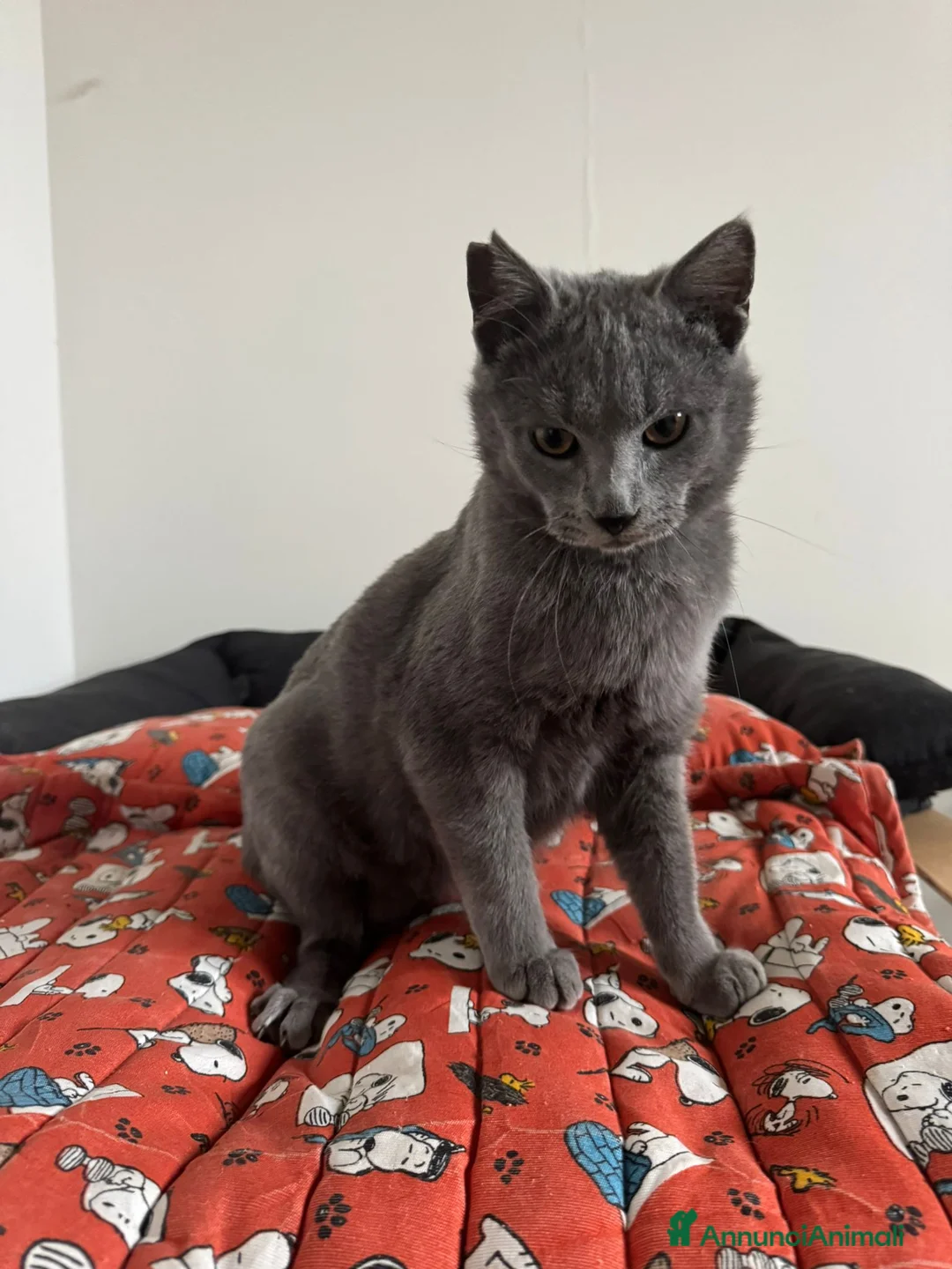 Certosino gatti in regalo: Certosino maschio cerca casa - Annuncio 2