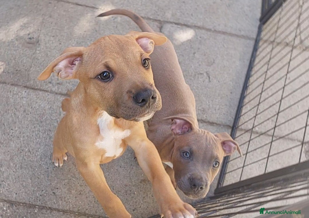 American Bully cani in vendita: Cuccioli American pit bull terrier  - Annuncio 8