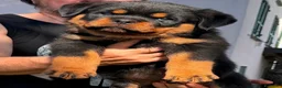 Rottweiler cani in vendita: ROTTWEILER TAGLIA GRANDE LINEA SERBA - Annuncio 3