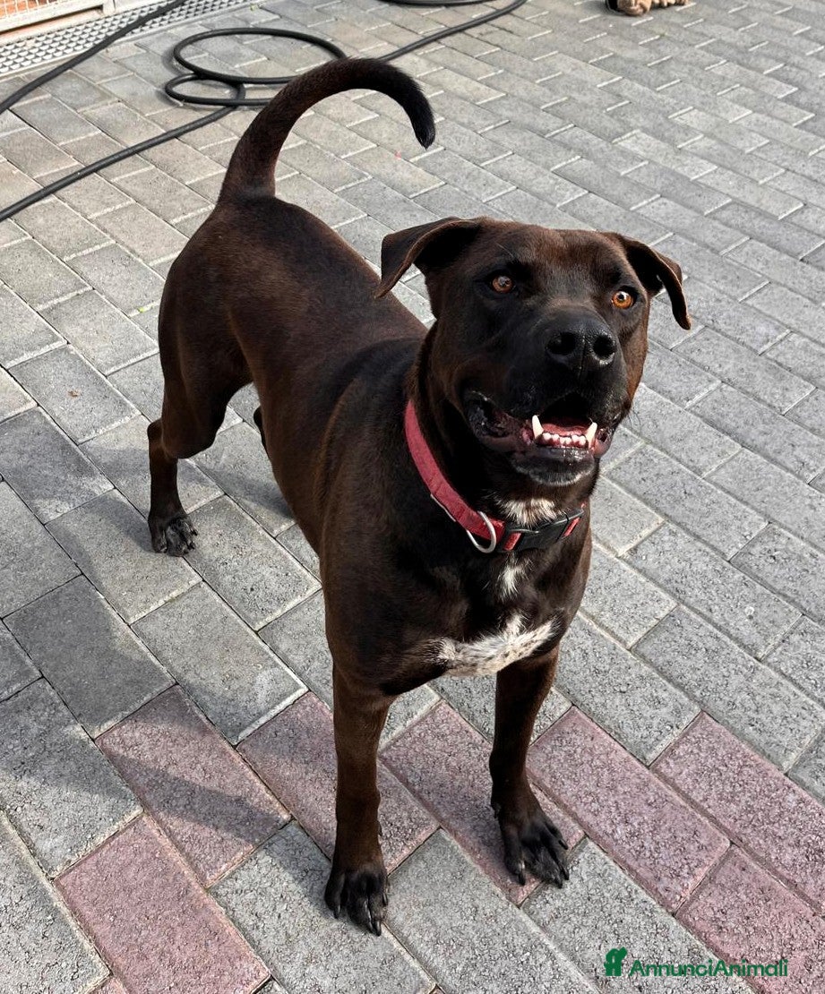 Meticcio cani NIGEL BELLISSIMO PIT - Annuncio 1