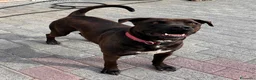 Meticcio cani in regalo: NIGEL BELLISSIMO PIT - Annuncio 1