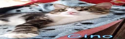 Europeo gatti in regalo: #GAIA E #GINO CERCANO CASA A ROMA! a Città metropolitana di Roma Capitale - Annuncio 5