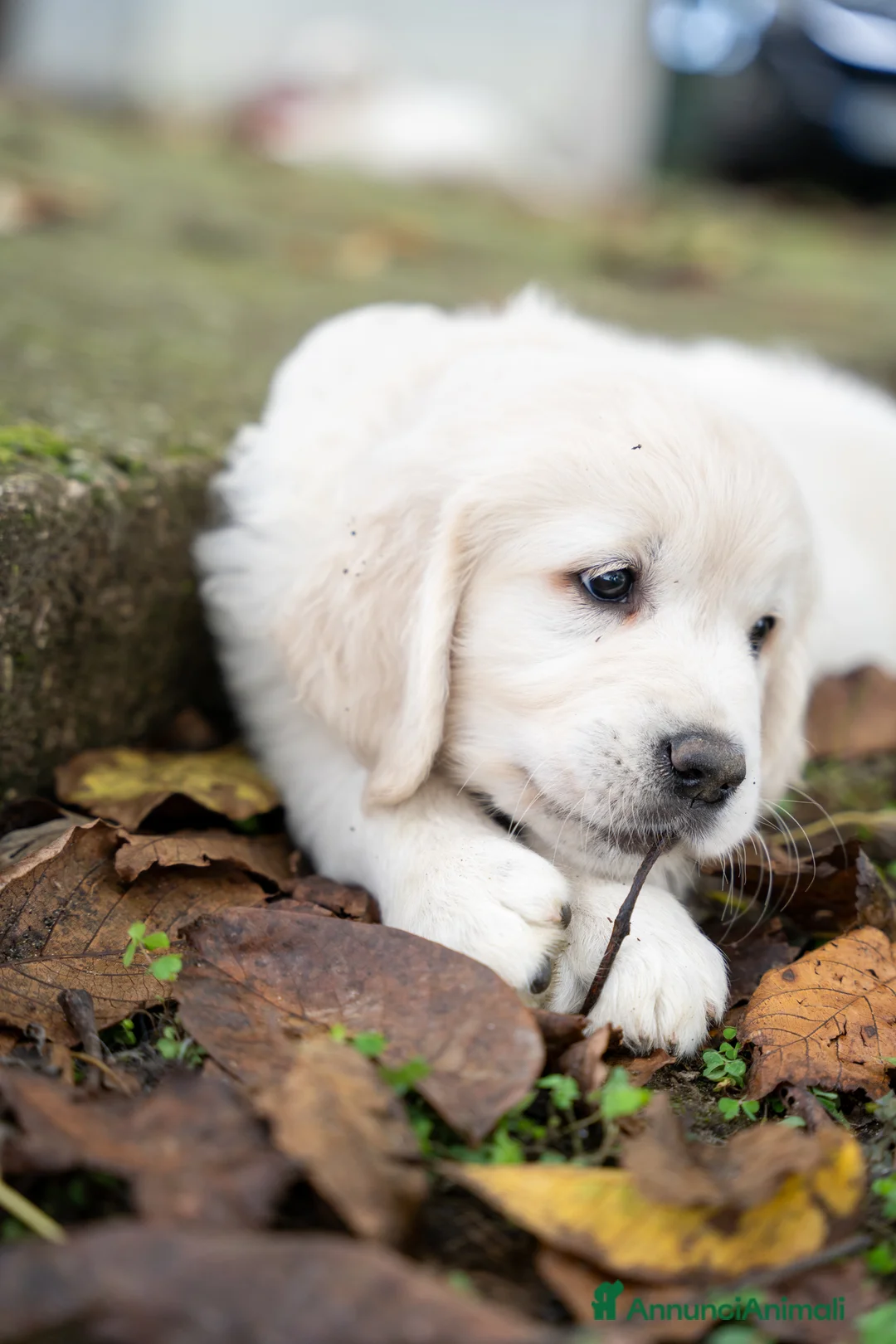 Golden Retriever cani in vendita: cuccioli golden retriever - Annuncio 7