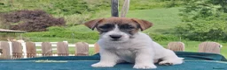 Jack Russell cani in vendita: Cuccioli Jack Russell ruvido - Annuncio 13