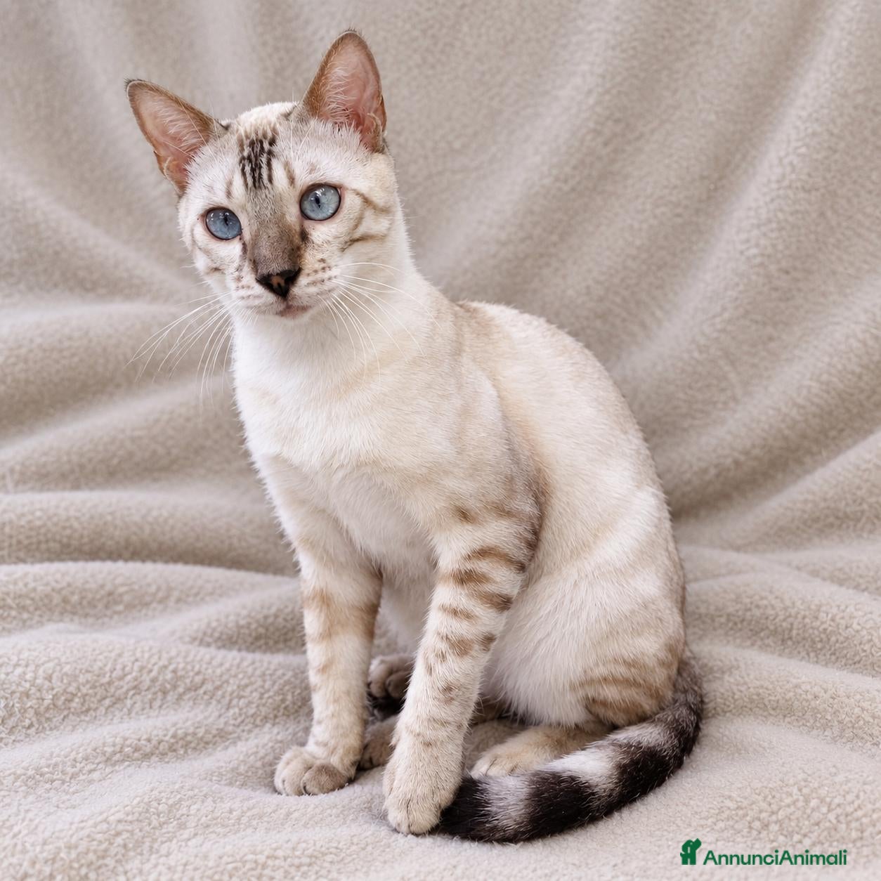 Bengala gatti Gatto Bengala  - Annuncio 8