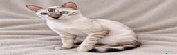 Bengala gatti in vendita: Gatto Bengala  a Provincia di Ascoli Piceno - Annuncio 1
