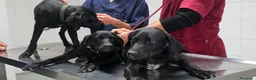 Meticcio cani in regalo: Balù, Iole e Igor - Annuncio 5