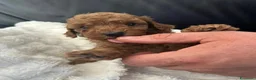 Barboncino Toy cani in vendita: Bellissimi Barboncini toy  - Annuncio 7