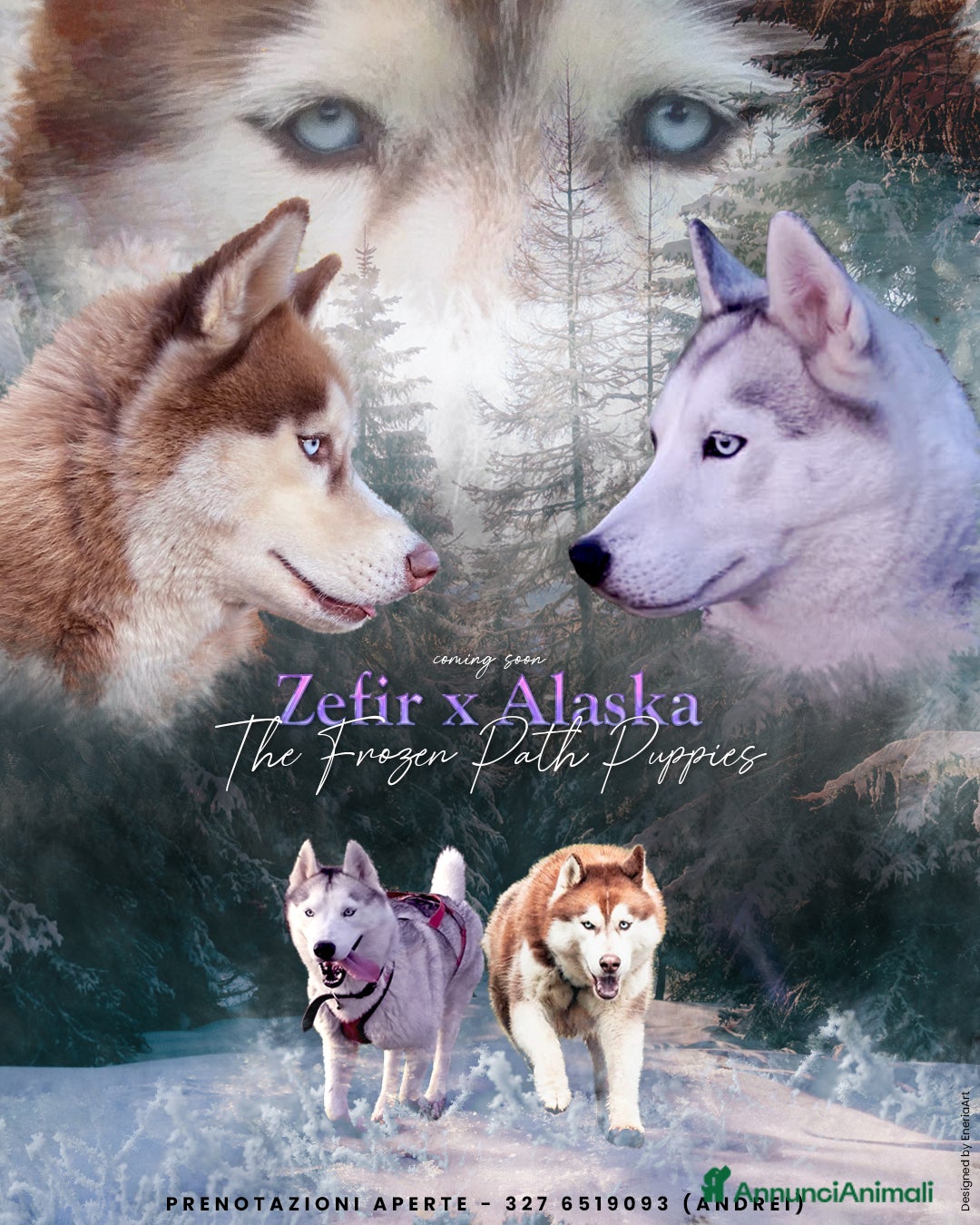 Husky cani in vendita: Occhi di ghiaccio: Siberian Husky  - Annuncio 1