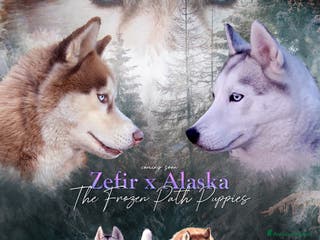 Husky cani Occhi di ghiaccio: Siberian Husky - Annuncio 1