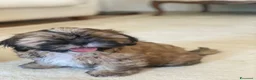 Shih Tzu cani in vendita: Cuccioli Shih Tzu pronti a settembre! - Annuncio 4