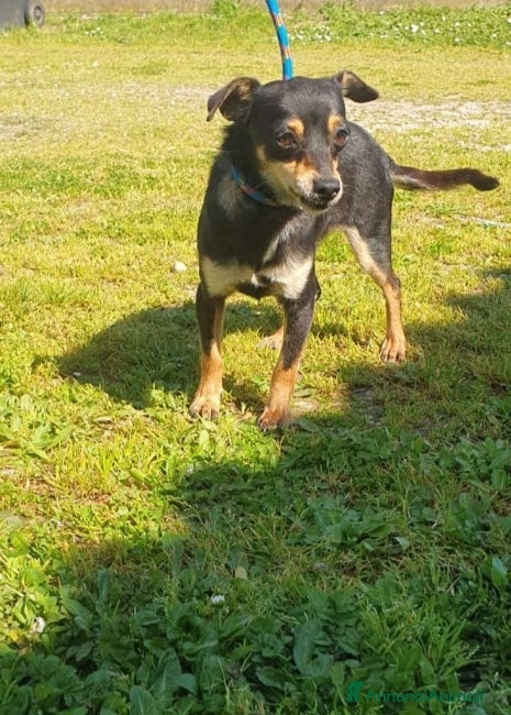 Altre razze cani Adozione del cuore per Ilary, 5 kg di dolcezza  a Città metropolitana di Roma Capitale - Annuncio 15