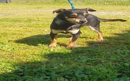 Altre razze cani in regalo: Adozione del cuore per Ilary, 5 kg di dolcezza  a Città metropolitana di Roma Capitale - Immagine 1