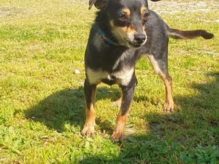 Altre razze cani Adozione del cuore per Ilary, 5 kg di dolcezza a Città metropolitana di Roma Capitale - Annuncio 31