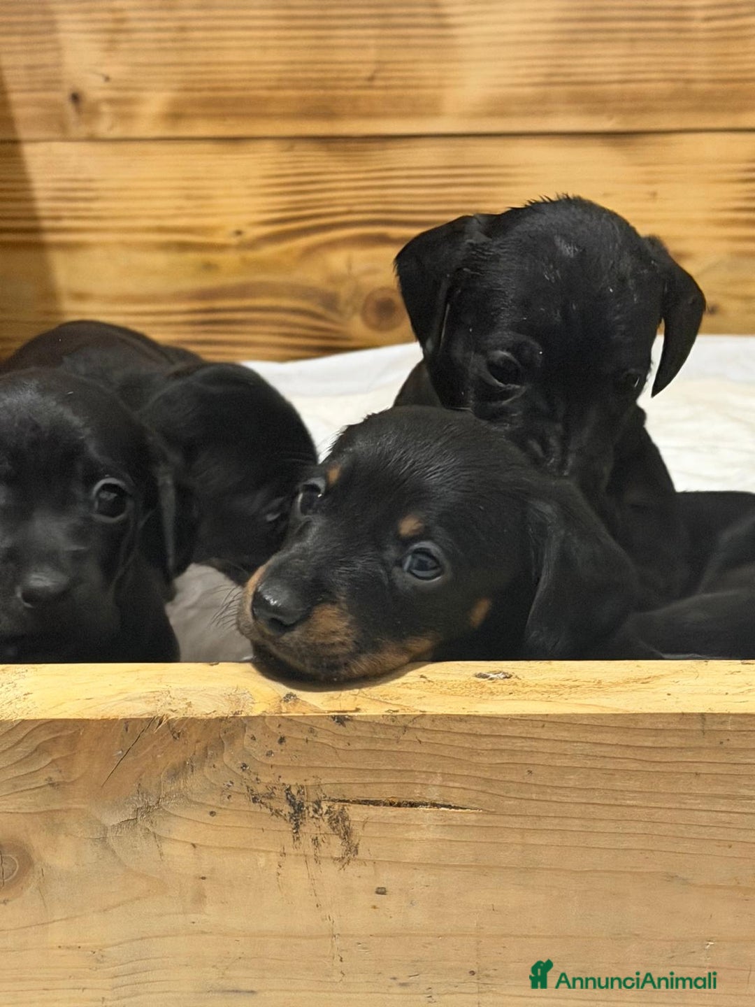 Bassotto cani in vendita: Bassotto  - Annuncio 6