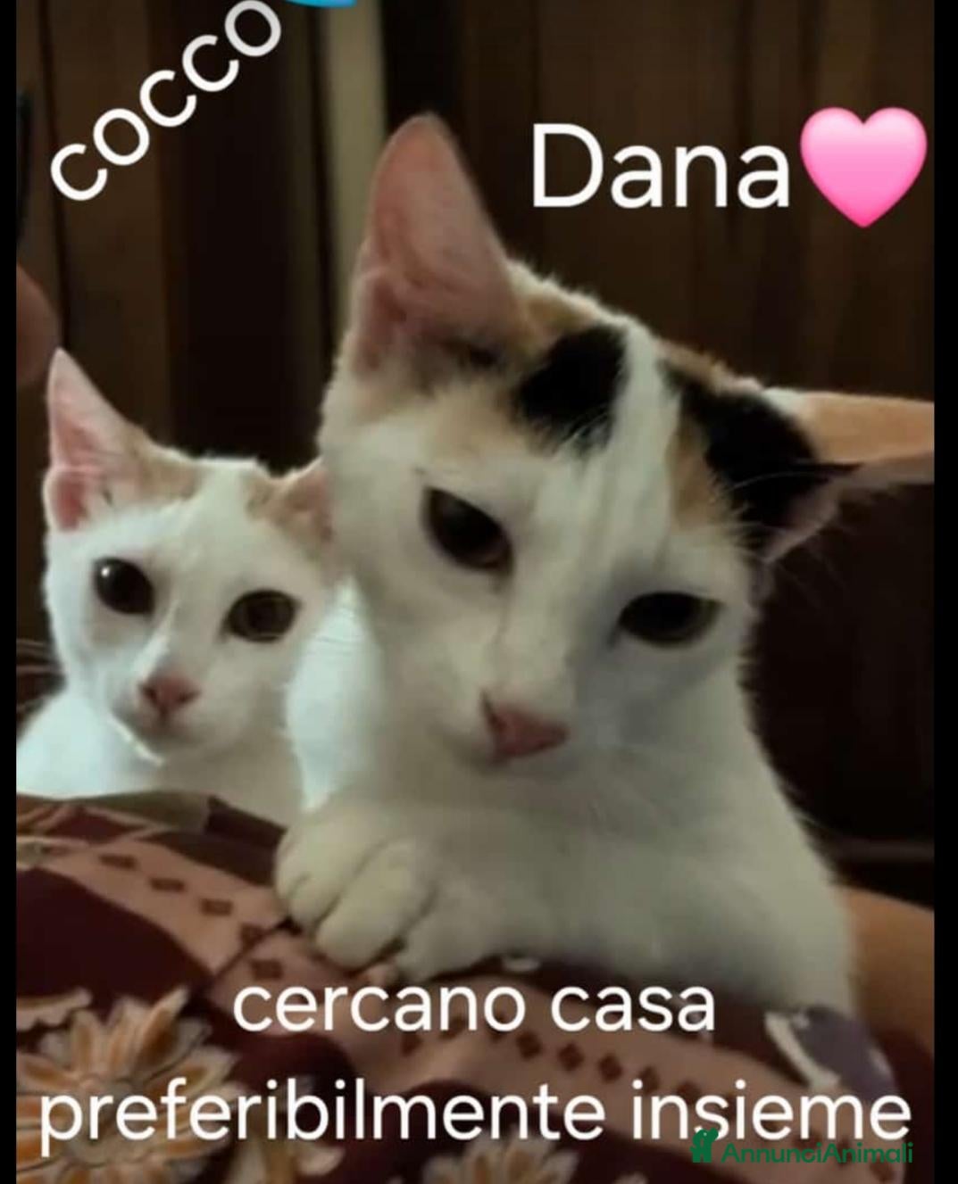 Meticcio gatti GATTINI AMOREVOLI - Annuncio 2