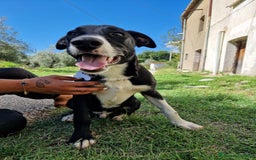 Altre razze cani in regalo: CUCCIOLI  - Immagine 7