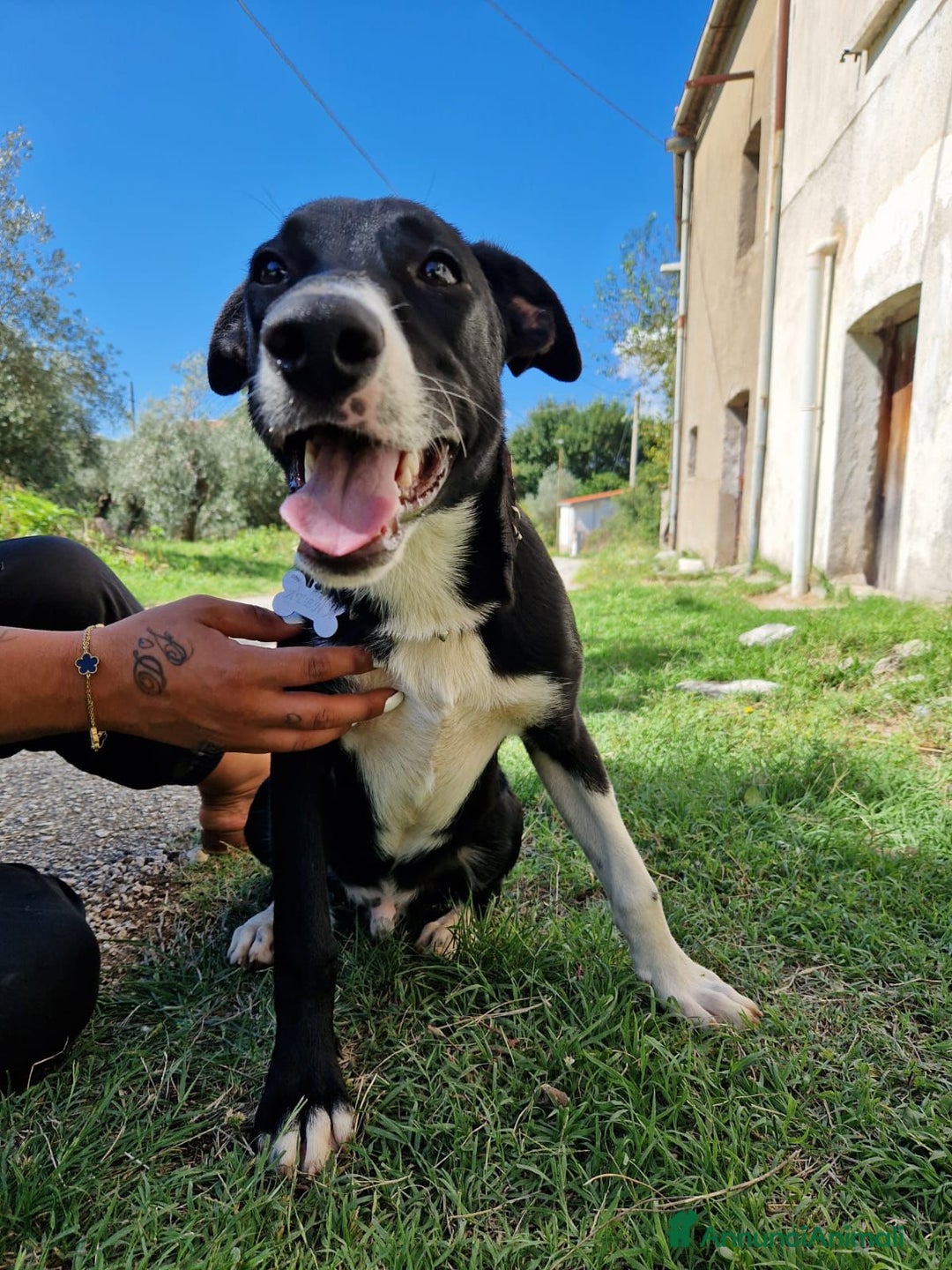 Altre razze cani in regalo: CUCCIOLI  - Immagine 7