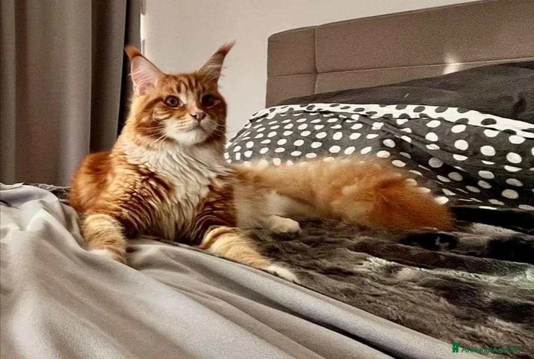 Immagine della galleria {{count}}