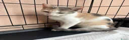 Europeo gatti in regalo: Sissi dolcissima micina tricolore  - Annuncio 1