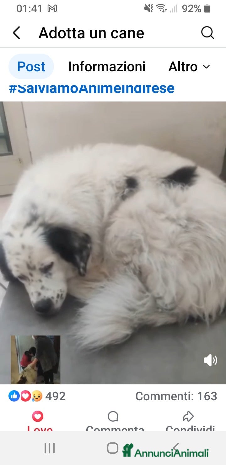 Meticcio cani ADOZ.DEL💔:morirà di tristezza chiuso sul balcone! - Annuncio 2